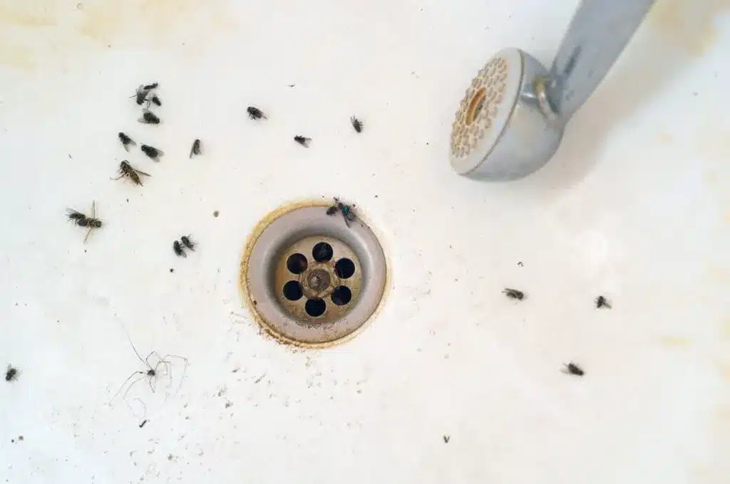 bathroom flies in sink