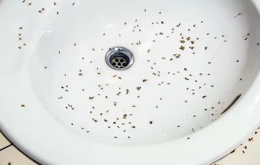 flies around the sink