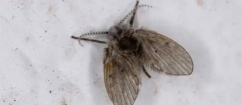 zoomed in view of a drain fly