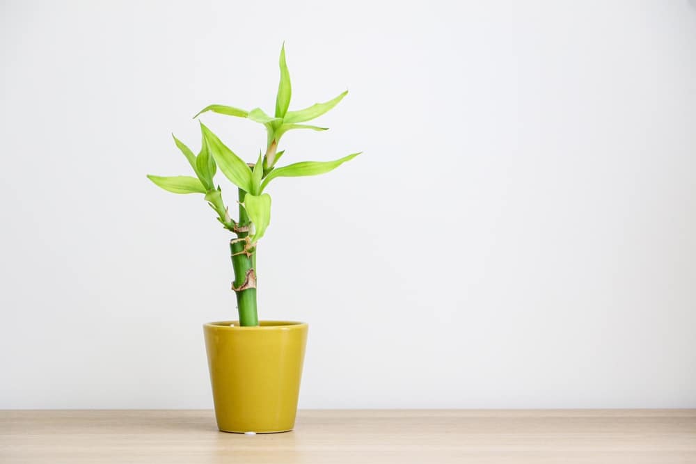 A small lucky bamboo plant (Dracaena Sanderiana or Ribbon Dracaena) in a golden yellow pot 