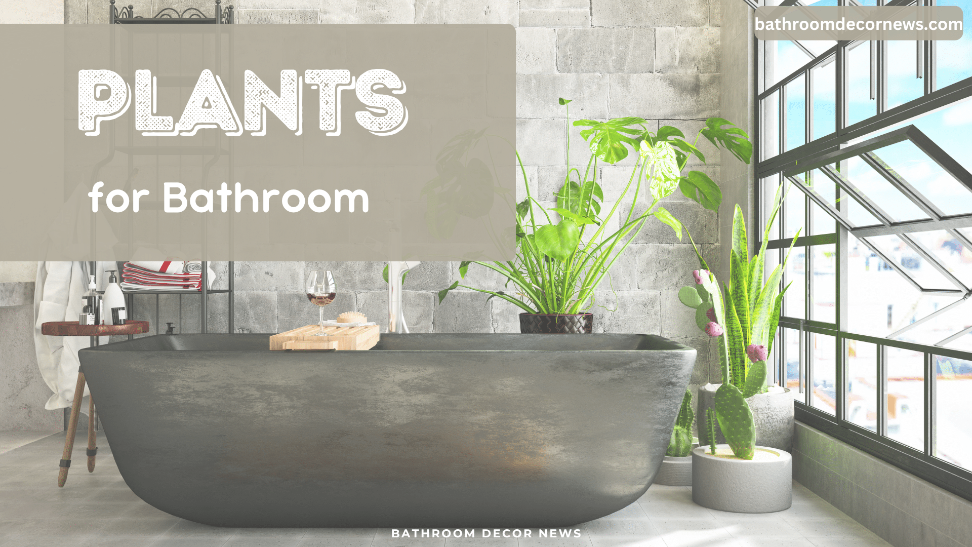 Bathroom Plants