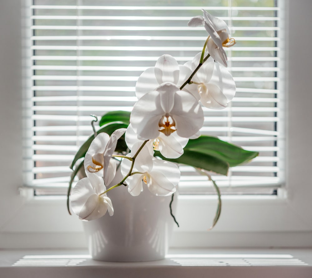 Blooming White Phalaenopsis Or Moth Orchid On The Windowsill In bathroom