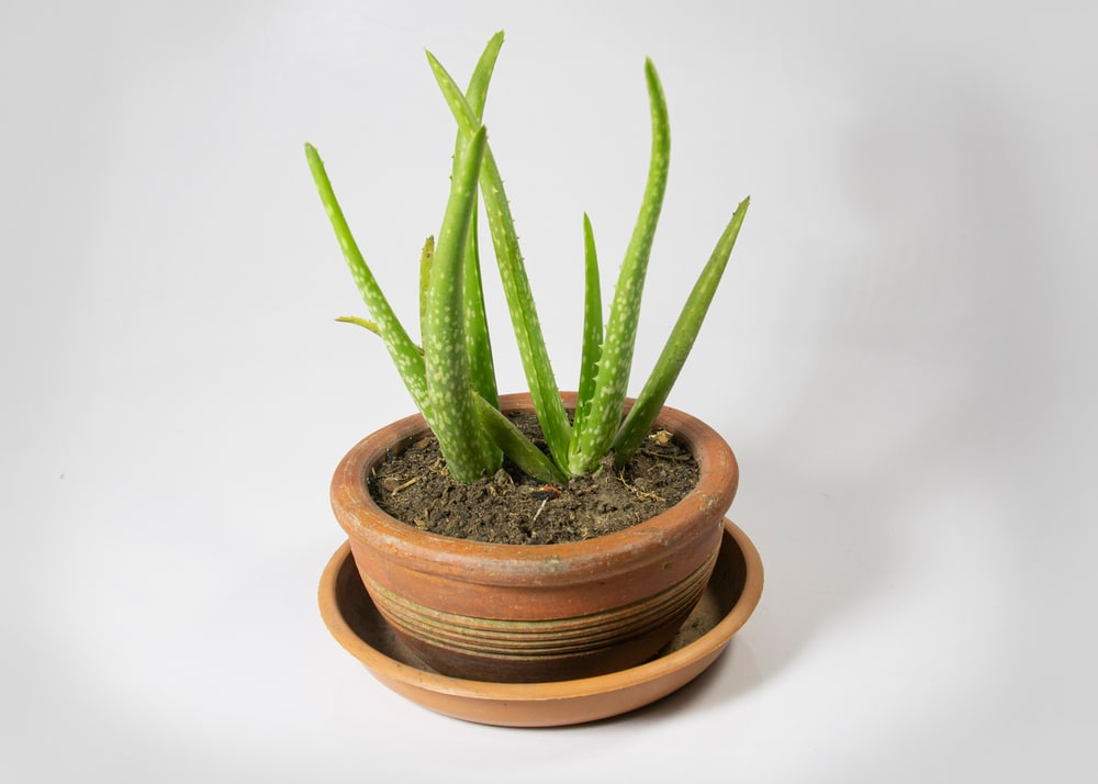 Small Aloe Vera Tree In A Mud Pot Placed On plastic tray 