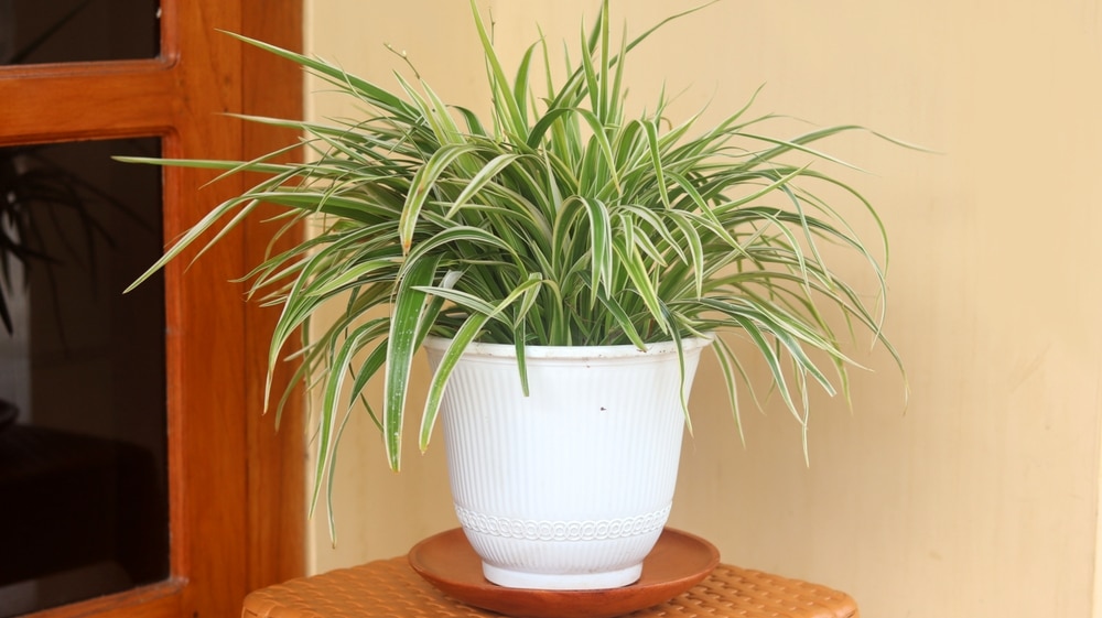 Chlorophytum comosum, Live Spider plant in white pot at house terrace