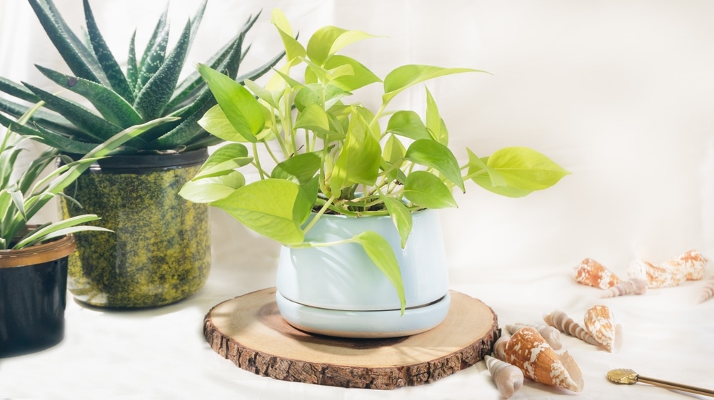 Epipremnum aureum ‘Neon’ Pothos on wooden base