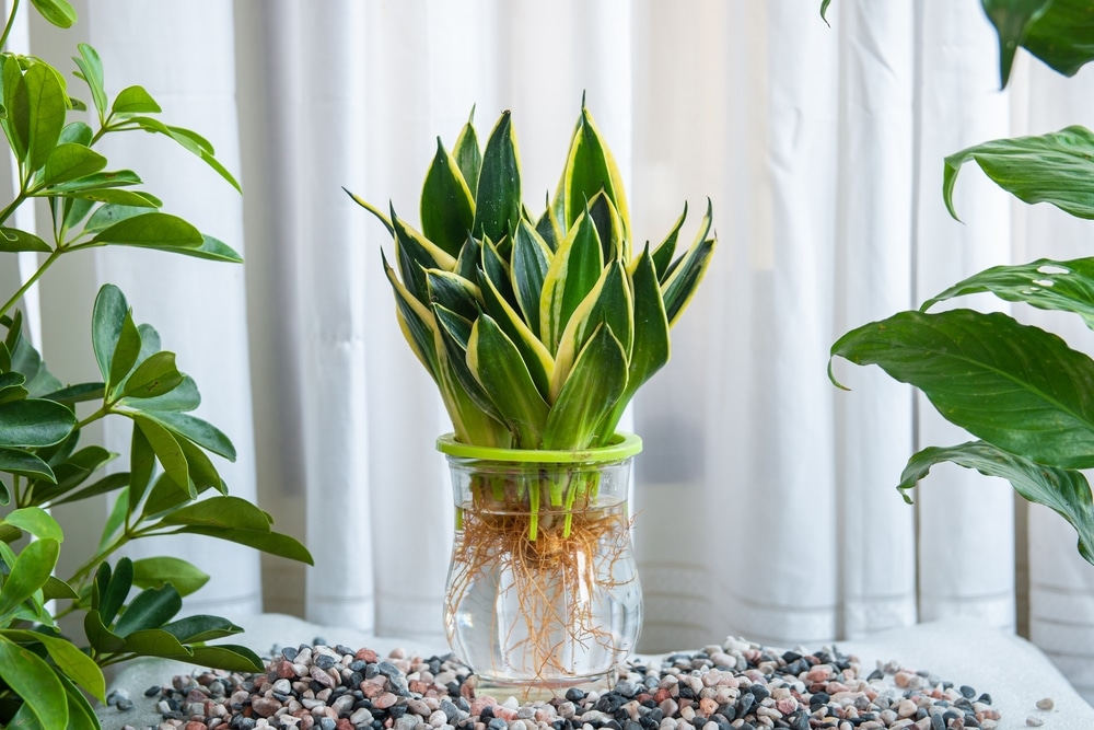 Sansevieria Trifasciata small aquatic plants.