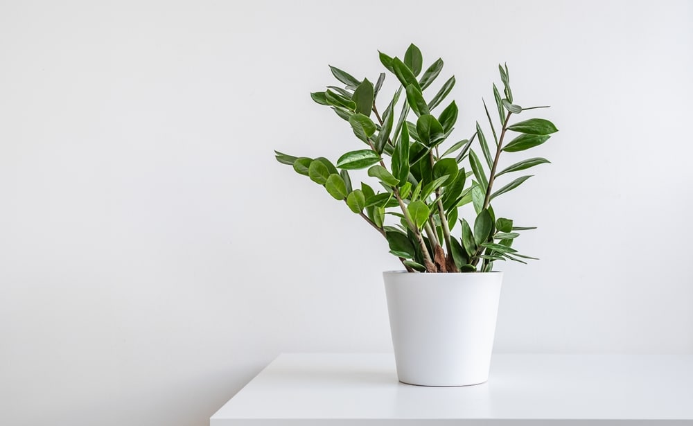 Zamioculcas Or Zanzibar Gem Plant In A White Flower Pot