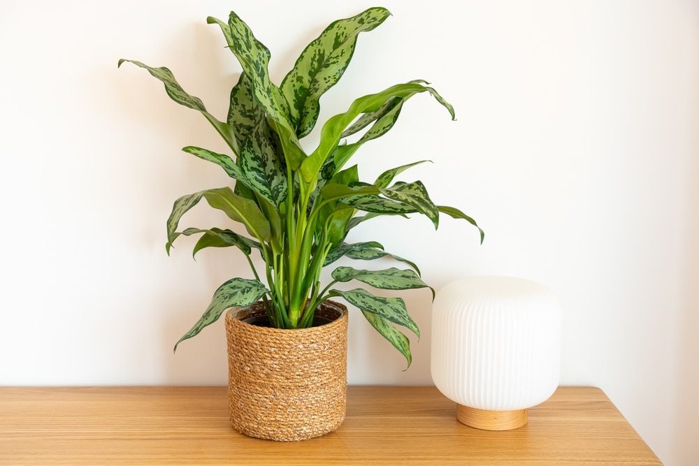 Aglaonema (Chinese Evergreen) Emerald Beauty placed on wooden table 