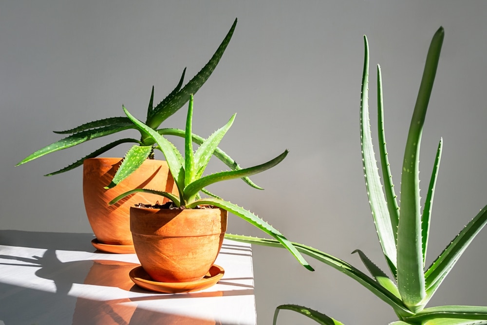 Aloe Vera Plants In Terracotta Pots Placed On White Surface