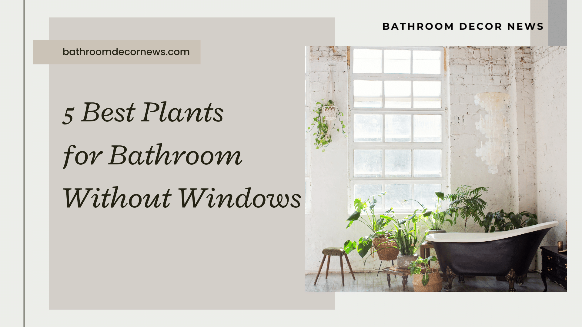 Best Plants for Bathroom Without Windows Definite Guide