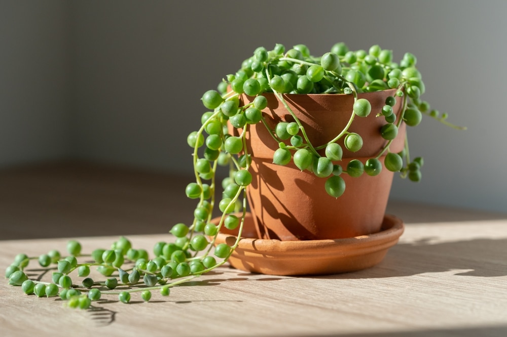 Closeup of Senecio rowleyanus houseplant in terracotta flower pot at home, sunlight.