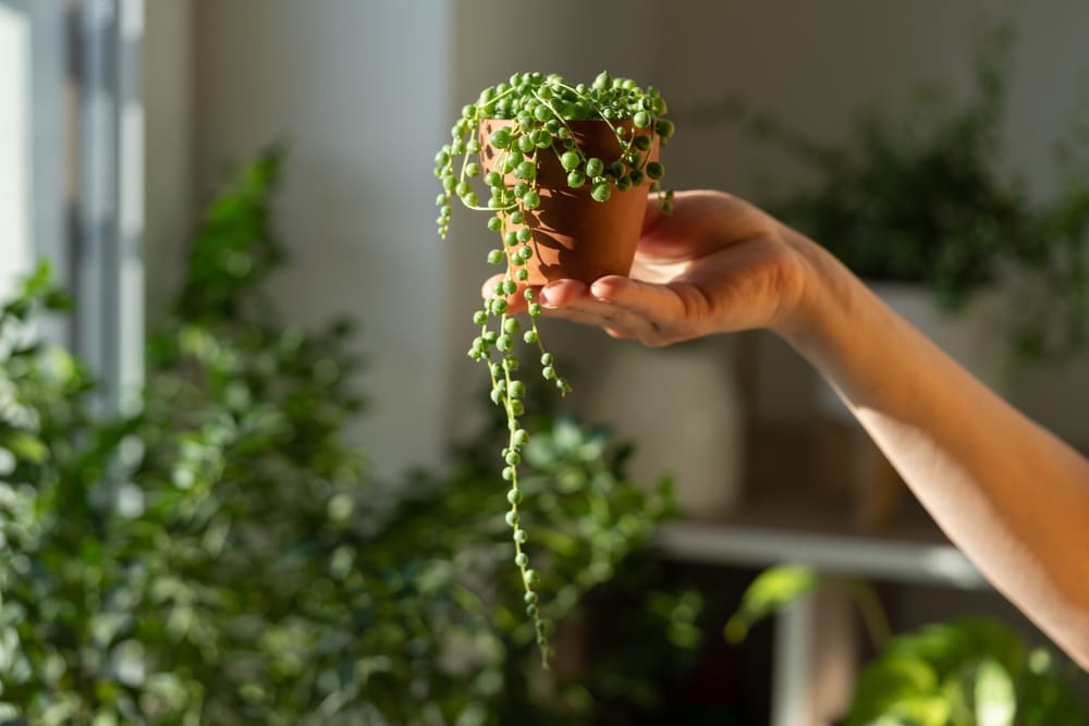 Closeup of woman hand holding small terracotta pot with Senecio Rowleyanus commonly known as a string of pearls