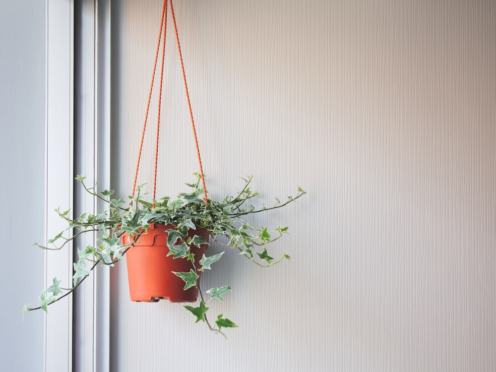 English or European, Ivy vines in potted hanging on backdrop of white wall 