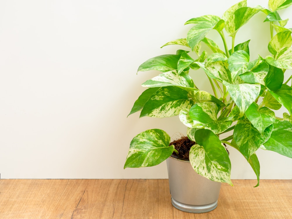 Golden pothos (Epipremnum aureum) in a pot on wood ceramic tile floor (bathroom)