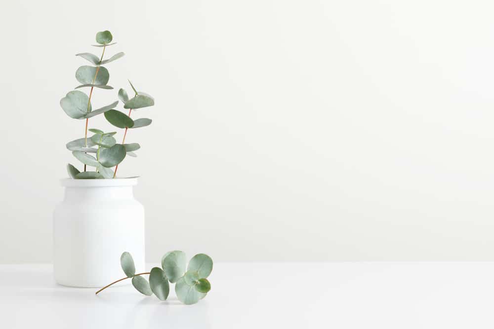 Green eucalyptus leaves in vase on white table.