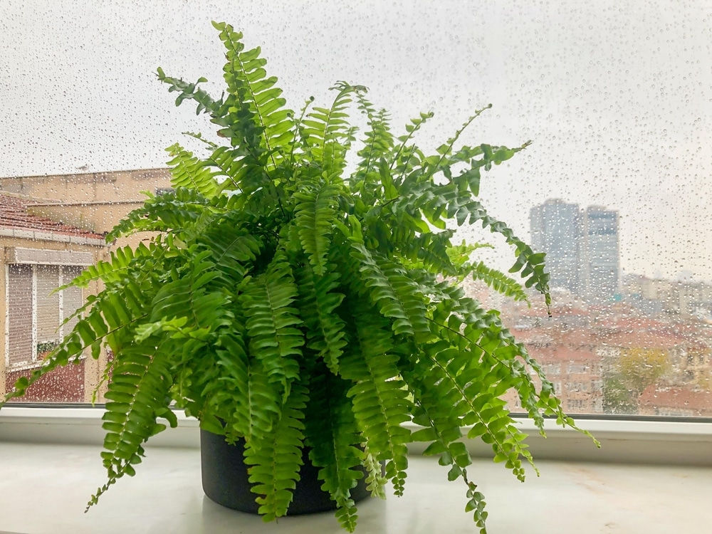 Nephrolepis exaltata, side view Boston fern houseplant in pot on windowsill in a rainy day