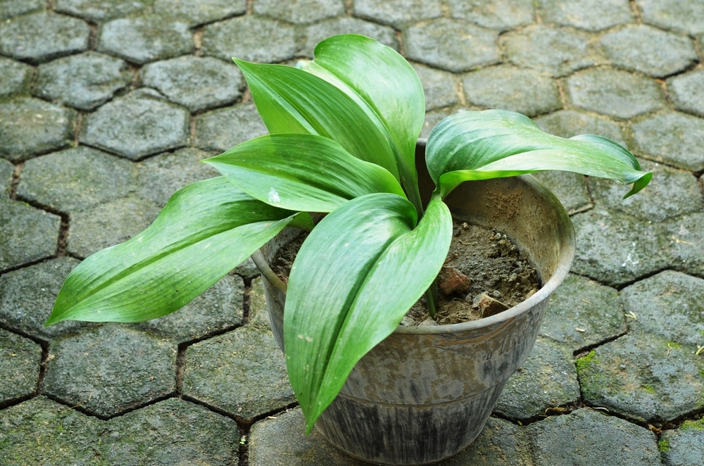 The Cast Iron Plant (aspidistra Elatior) placed on a surface 