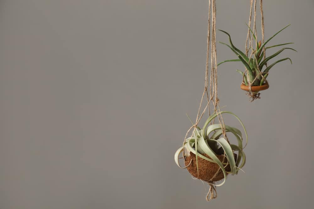 2 Tillandsia Plants Hanging On Grey Background