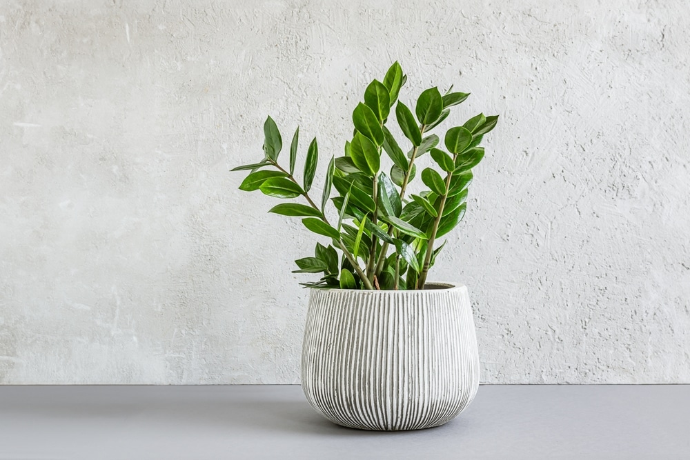 Zamioculcas, or zamiifolia zz plant in a gray ceramic pot on a light background