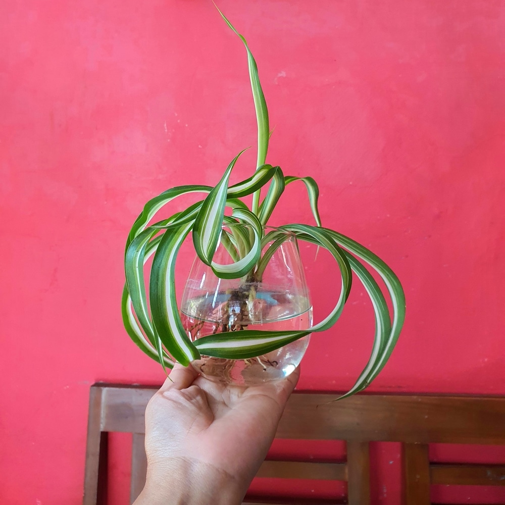 spider plant on a pink background in a pot